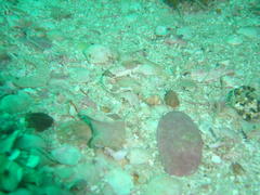Pavoclinus smalei
