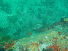 Spondyliosoma emarginatum