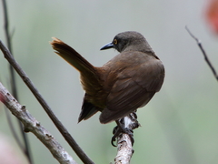 Cinclocerthia ruficauda