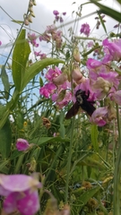 Xylocopa violacea