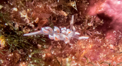Facelina rubrovittata