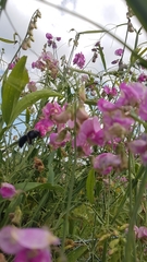 Xylocopa violacea