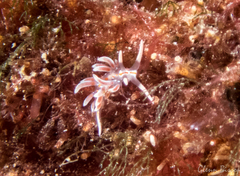 Facelina rubrovittata