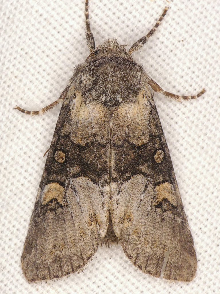 Black-disc Sallow