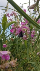 Xylocopa violacea