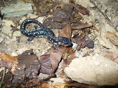 Plethodon sequoyah