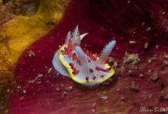 Diaphorodoris papillata