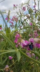 Xylocopa violacea