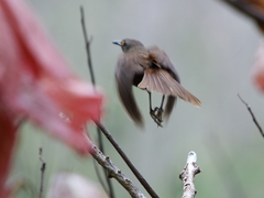 Cinclocerthia ruficauda