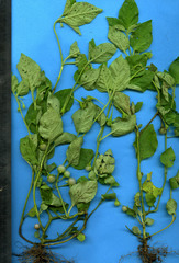 Solanum adscendens