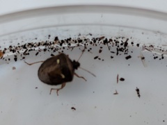 Eysarcoris distinctus