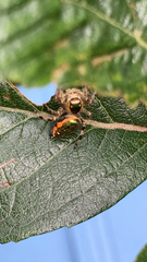 Paraphidippus aurantius