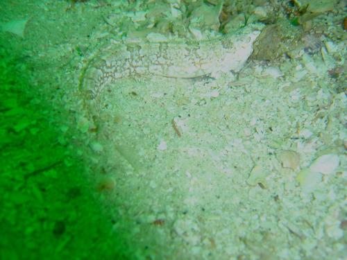Xenopoclinus kochi