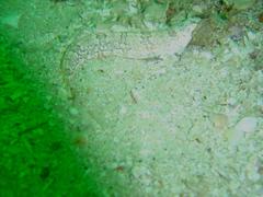 Xenopoclinus kochi
