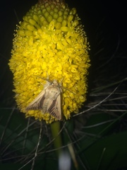 Ichneutica erebia