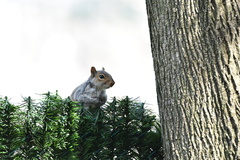 Sciurus carolinensis