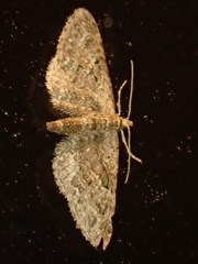 Eupithecia pusillata
