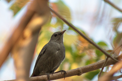 Dumetella carolinensis