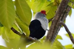 Alectroenas pulcherrimus