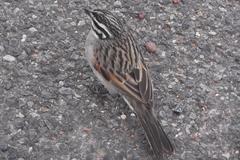 Emberiza capensis capensis
