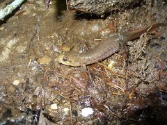 Desmognathus brimleyorum