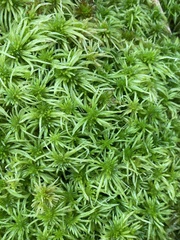 Sphagnum riparium