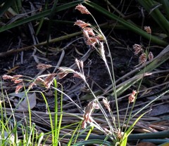 Cyperus prolixus