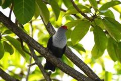 Alectroenas pulcherrimus