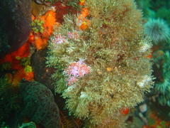 Paraflabellina funeka