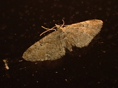 Eupithecia pusillata