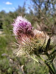 Cirsium morisianum