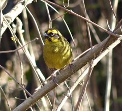Atlapetes citrinellus
