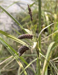 Carex lyngbyei