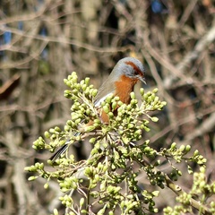 Microspingus erythrophrys