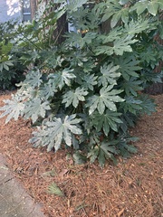 Fatsia