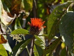 Cnicothamnus lorentzii