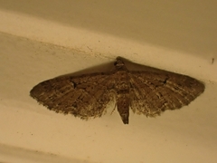 Eupithecia pusillata