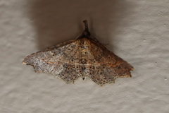 Philogethes metableta