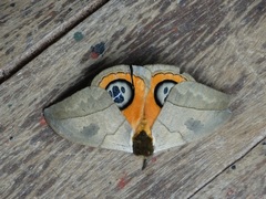 Automeris liberia