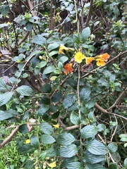 Streptosolen