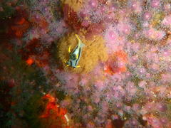 Polycera capensis