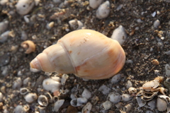 Buccinanops cochlidium