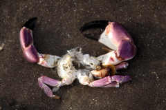 Danielethus crenulatus