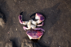 Danielethus crenulatus