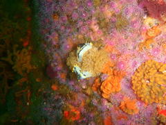 Polycera capensis