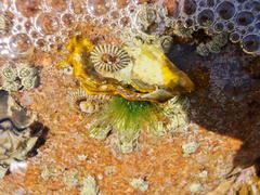 Chaetomorpha antennina