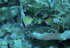 Pycnochromis retrofasciatus