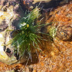 Chaetomorpha antennina