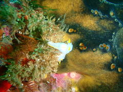 Polycera capensis