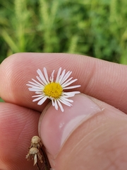 Erigeron